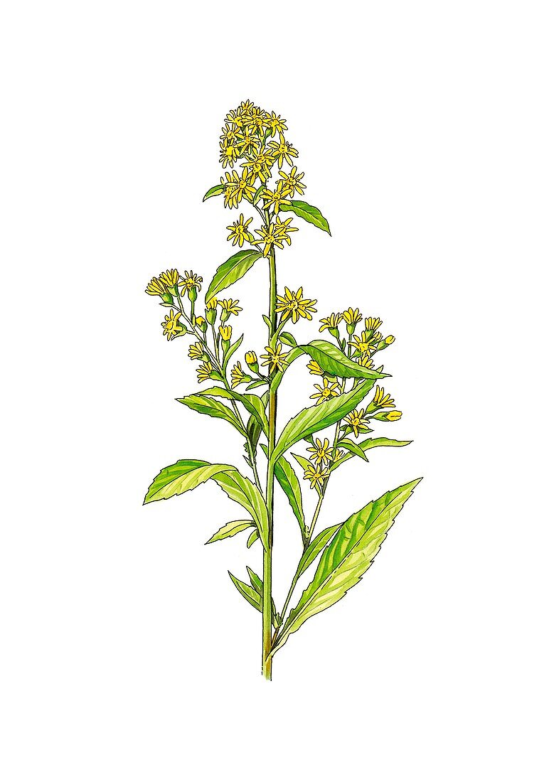 Woundwort (Solidago virgaurea) flowers