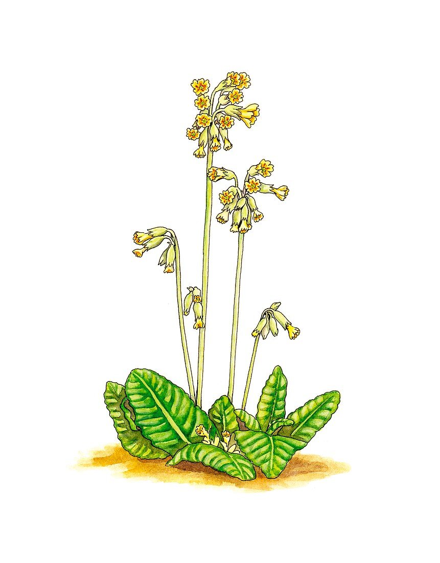 Cowslip (Primula veris),artwork