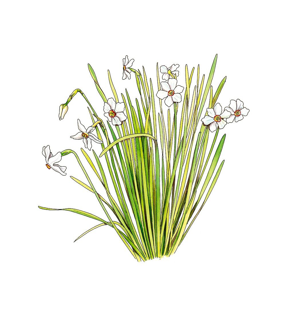 Daffodils (Narcissus poeticus),artwork