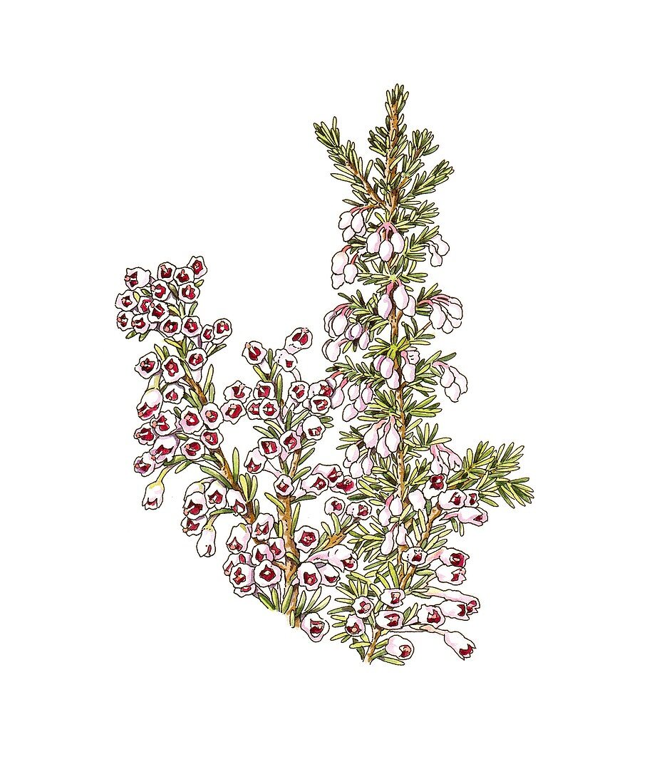 Heather (Erica arborea) flowers,artwork