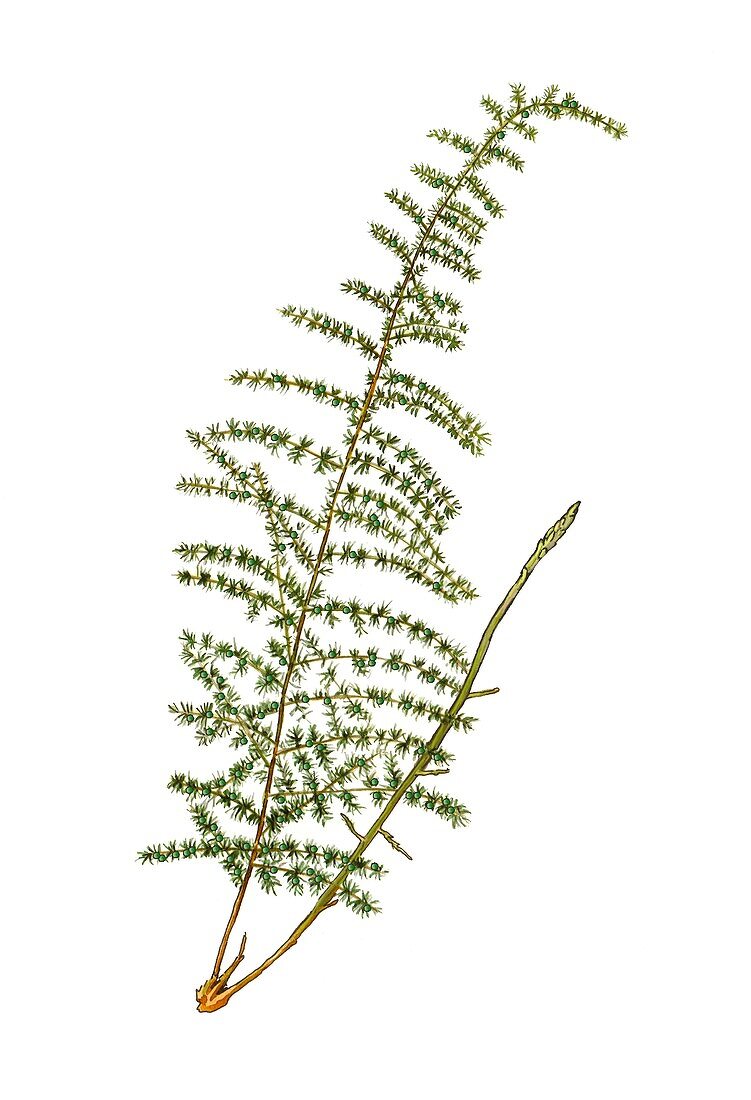 Wild asparagus (Asparagus acutifolius)