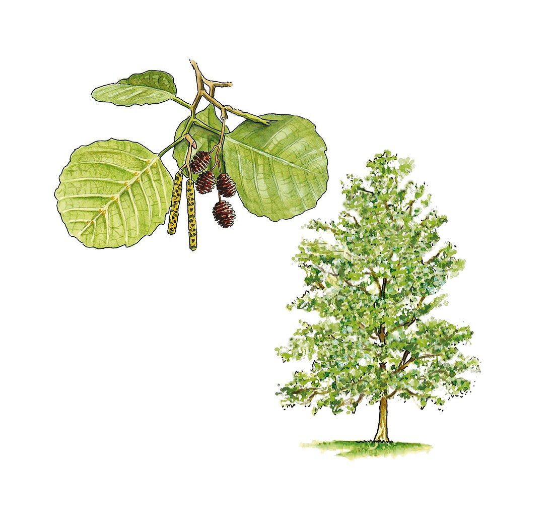 Alder (Alnus glutinosa) tree,artwork