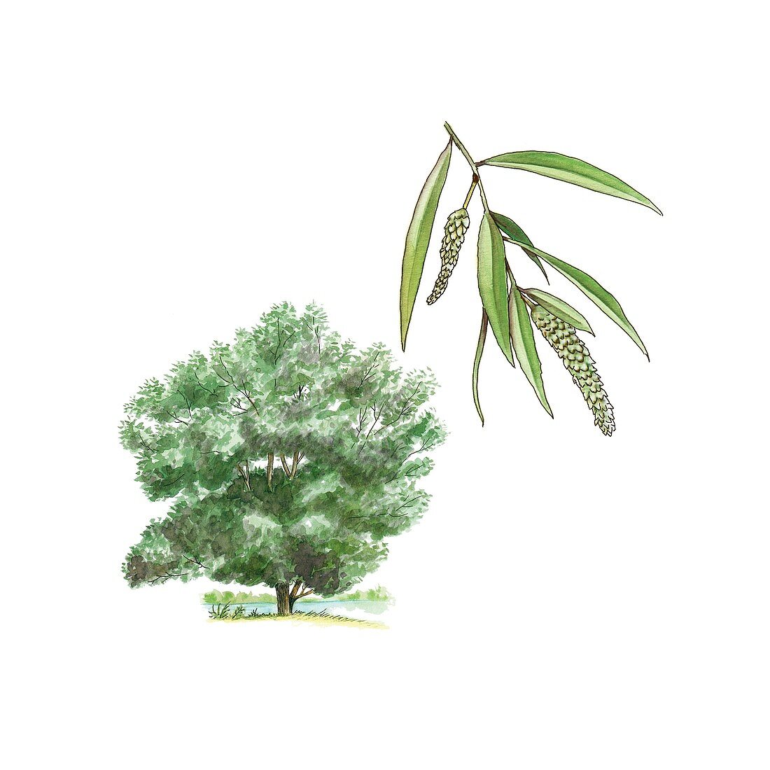 White willow (Salix alba) tree,artwork