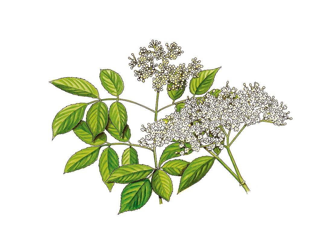 Elderflowers (Sambucus nigra),artwork
