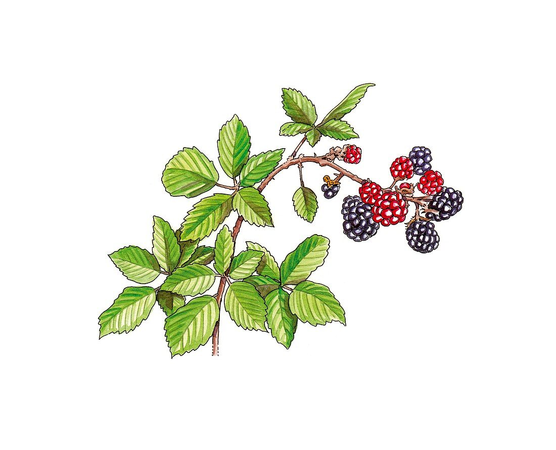 Blackberry (Rubus ulmifolius) in fruit,a