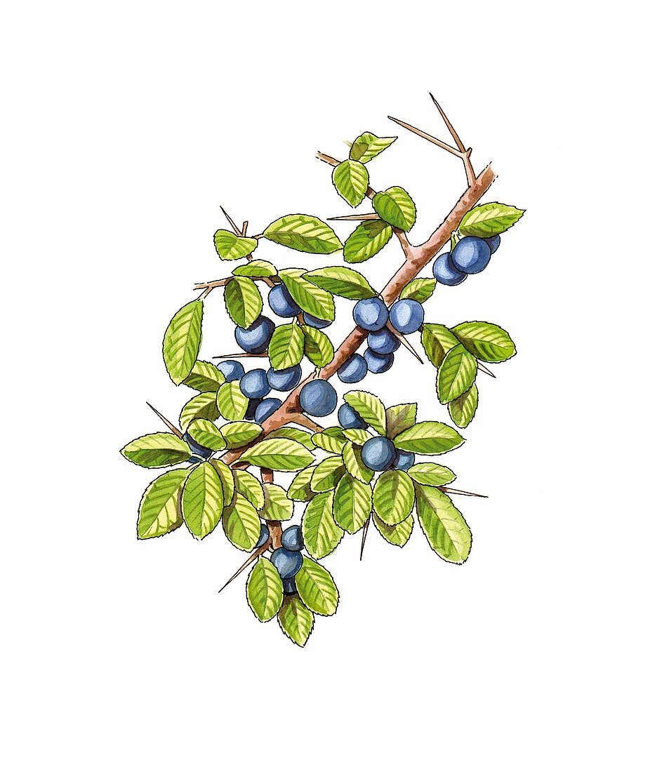 Blackthorn (Prunus spinosa),artwork