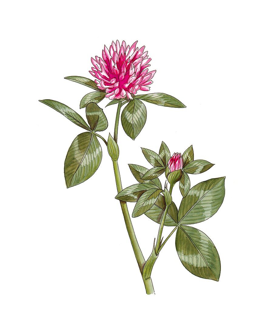 Clover (Trifolium pratense),artwork