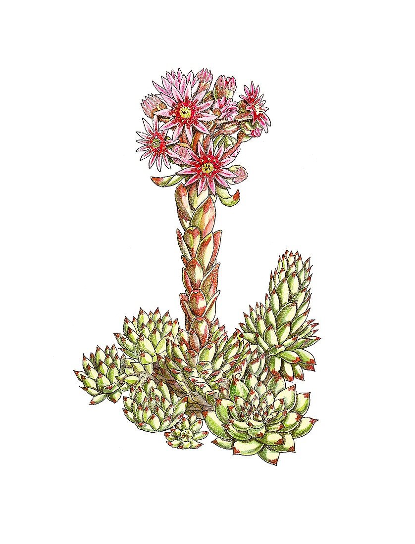 Houseleek (Sempervivum tectorum),artwork
