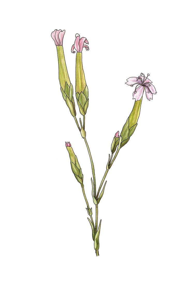 Pink (Dianthus pyrenaicus),artwork
