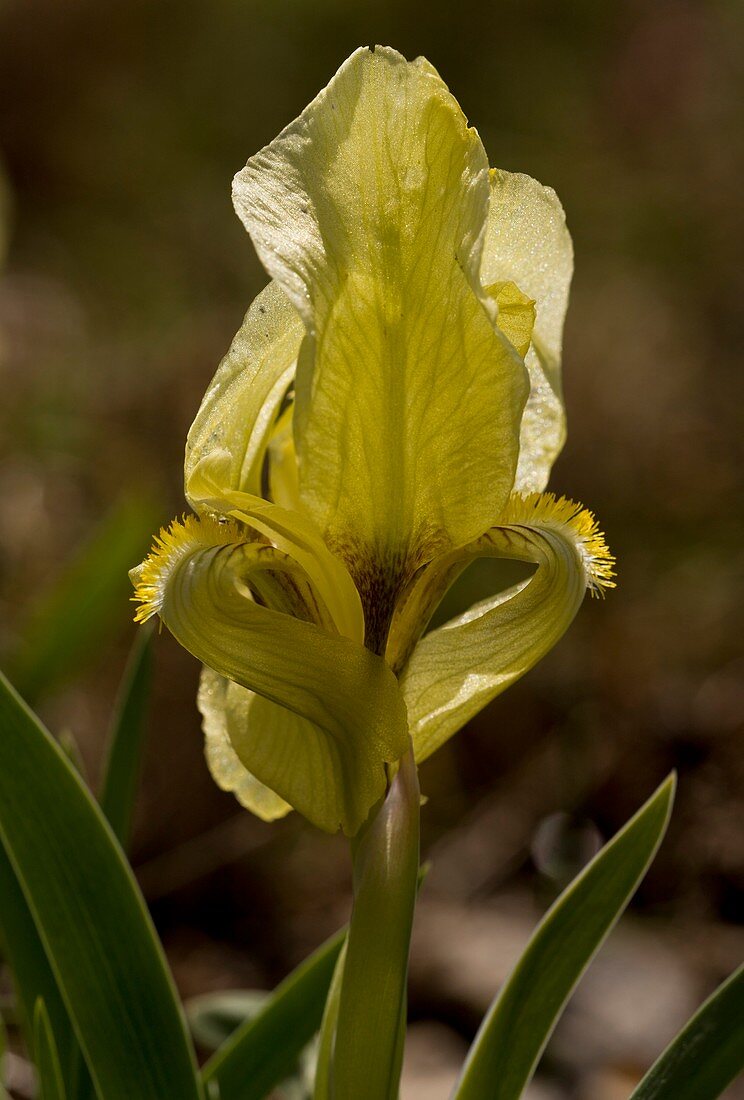 Wild Iris (Iris suaveolens)