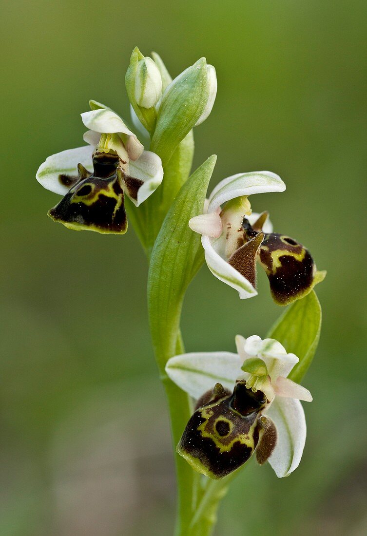 Orchid (Ophrys umbilicata)