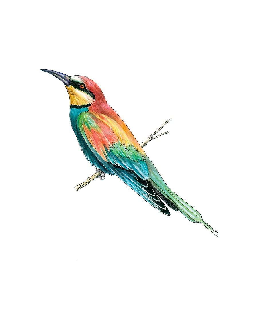 European bee-eater,artwork