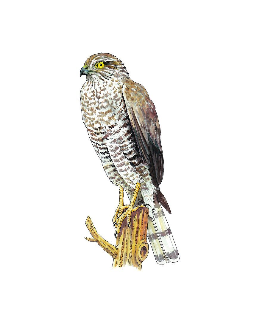 Sparrowhawk,artwork