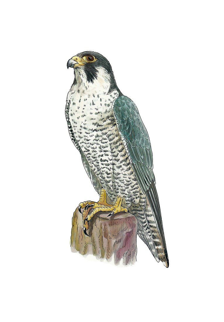 Peregrine falcon,artwork