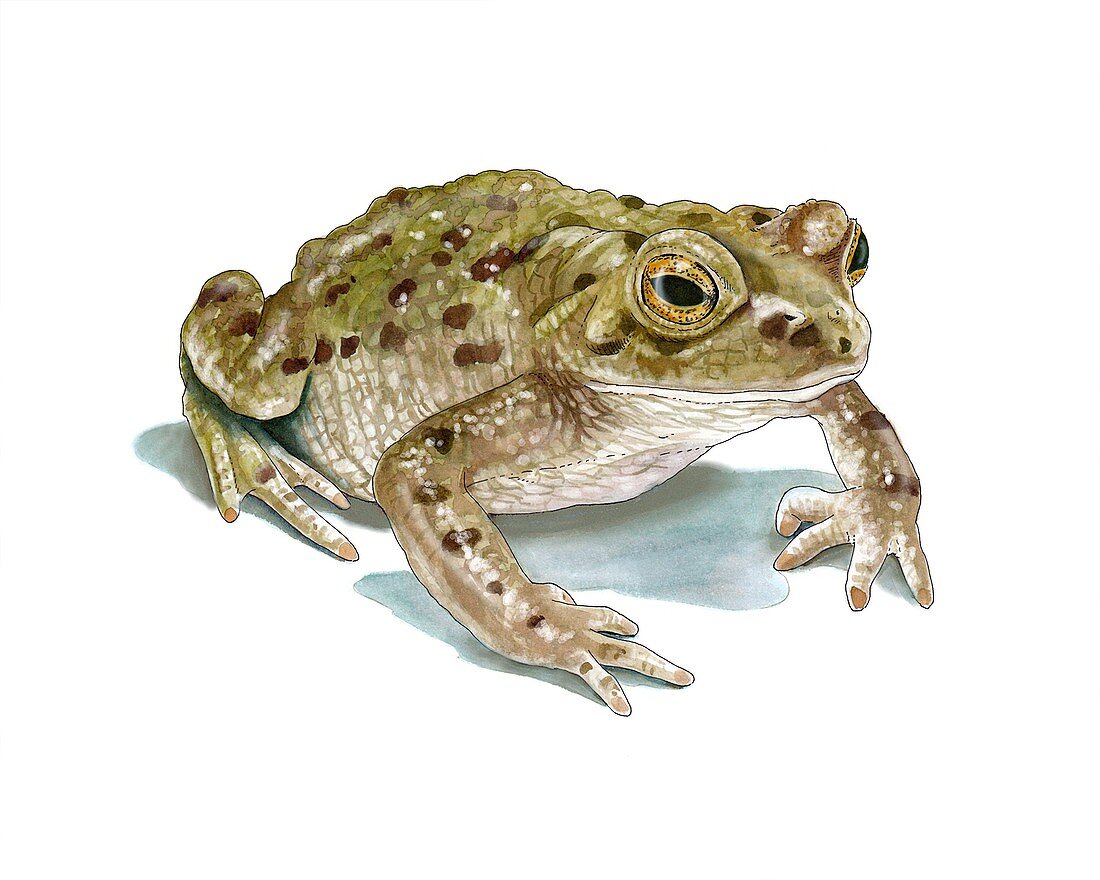 Common toad,artwork