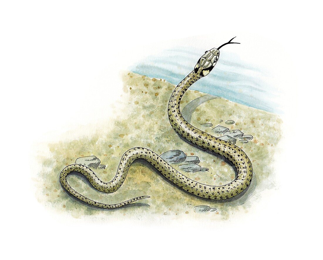 Grass snake,artwork