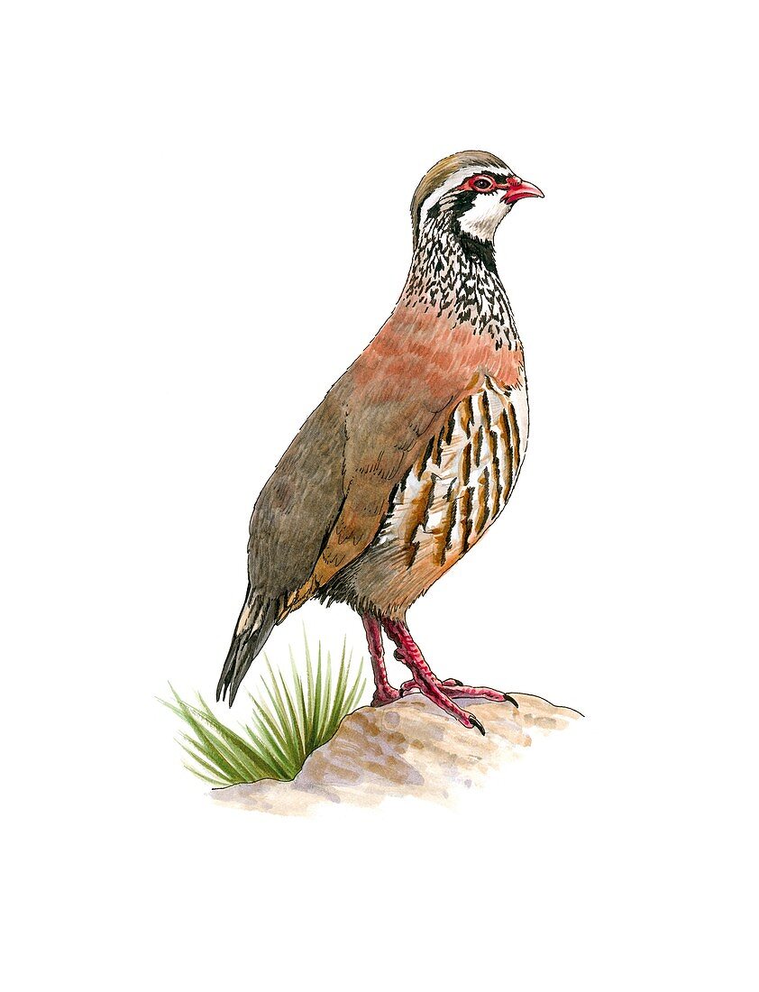 Red-legged partridge,artwork