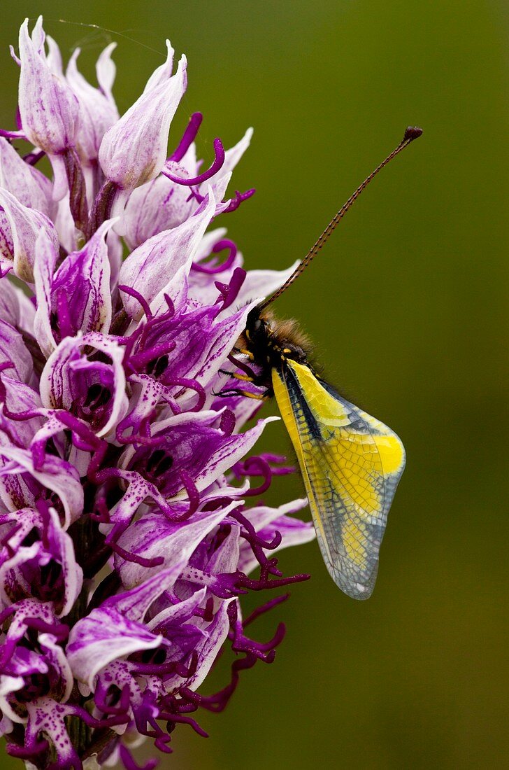 Orchis simia with butterfly