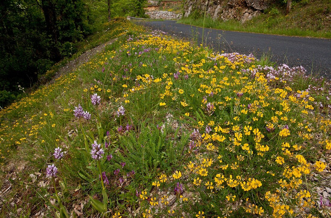 Wildflowers in Cevennes,France