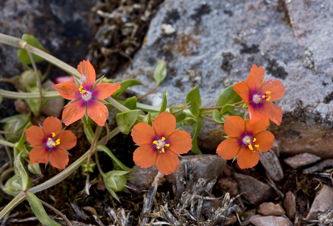 Scarlet pimpernel (Anagallis arvensis)