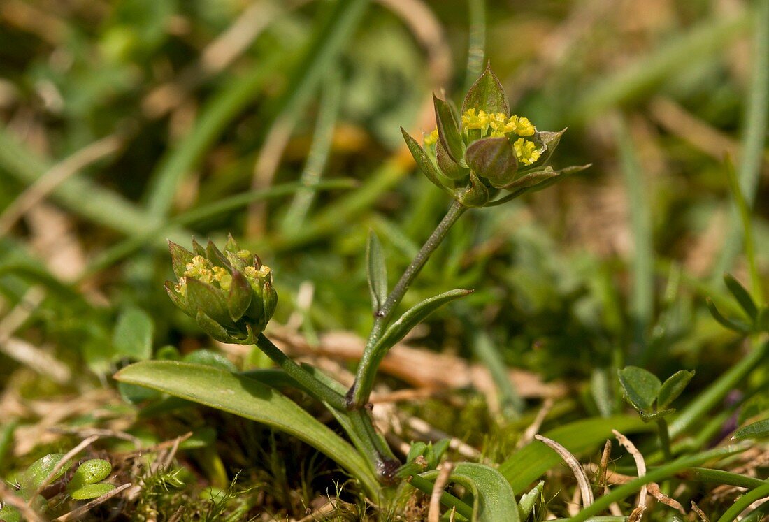 Small Hare's-ear (Bupleurum baldense)