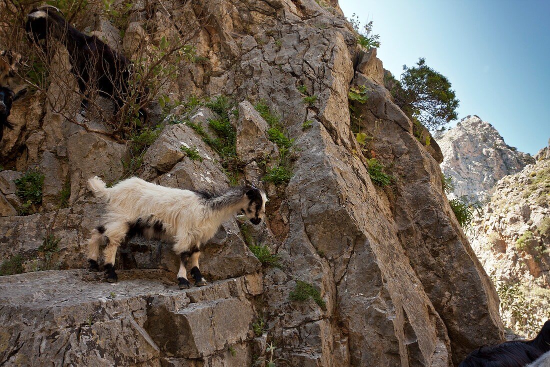 Goat,Greece