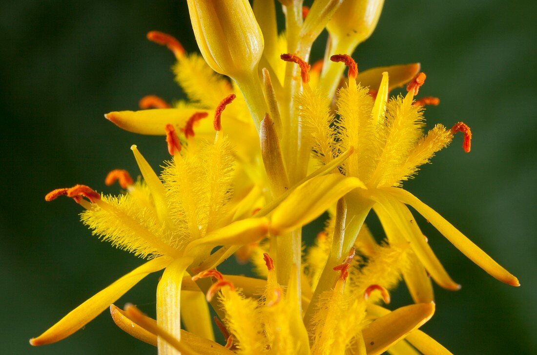 Bog Asphodel (Narthecium ossifragum)