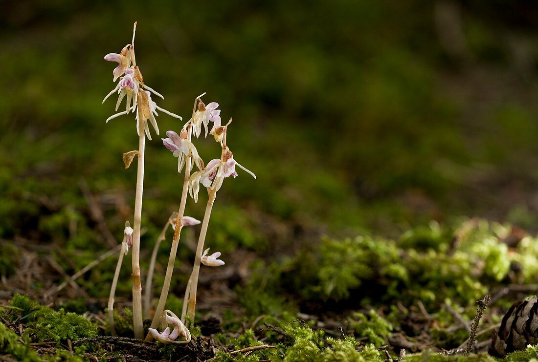 Ghost Orchid (Epipogium aphyllum)