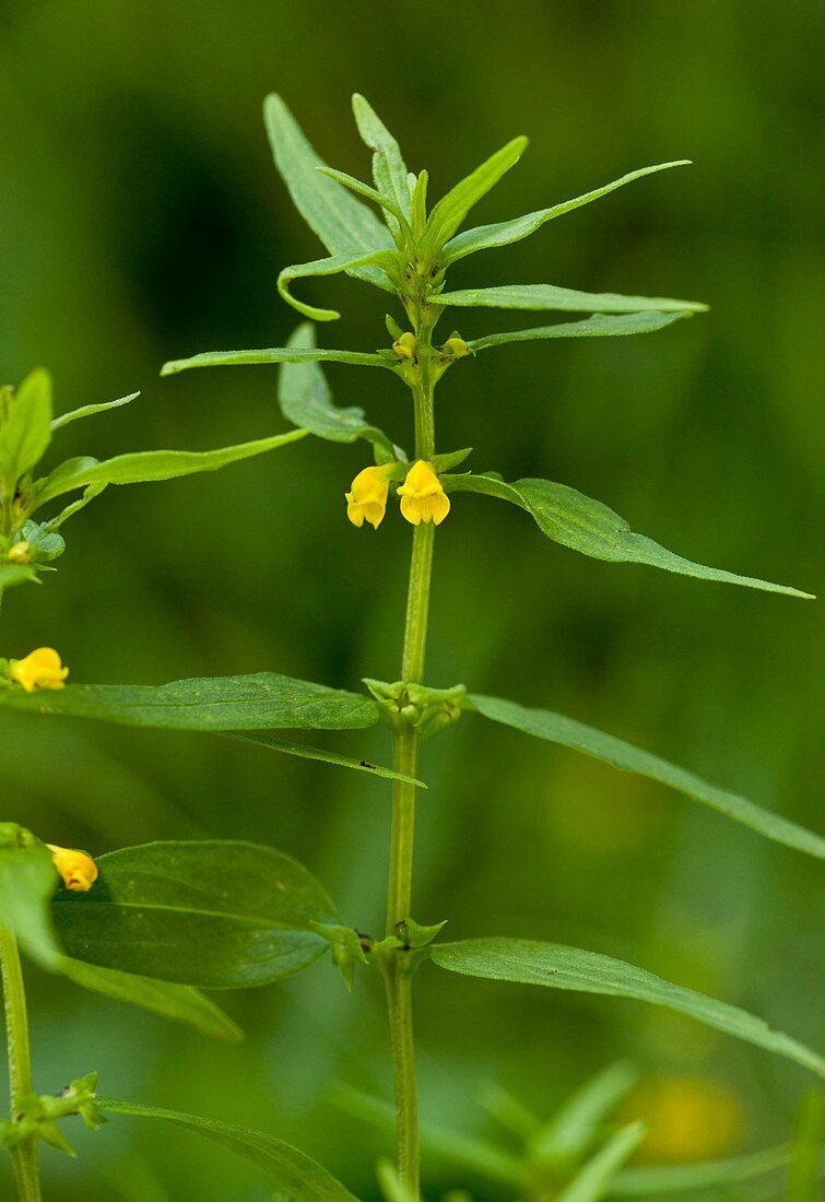 Melampyrum sylvaticum