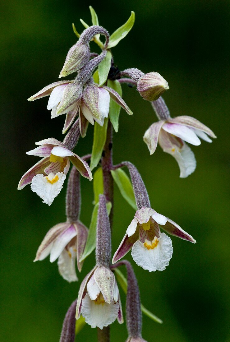 Marsh Helleborine (Epipactis palustris)