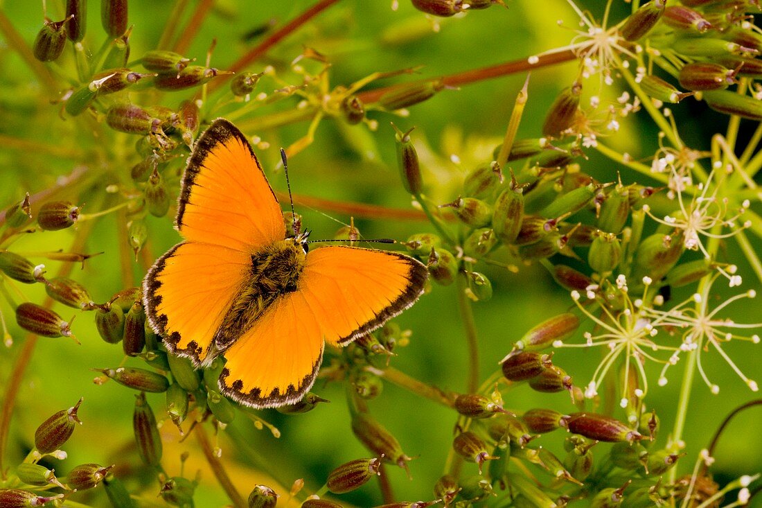 Scarce Copper butterfly