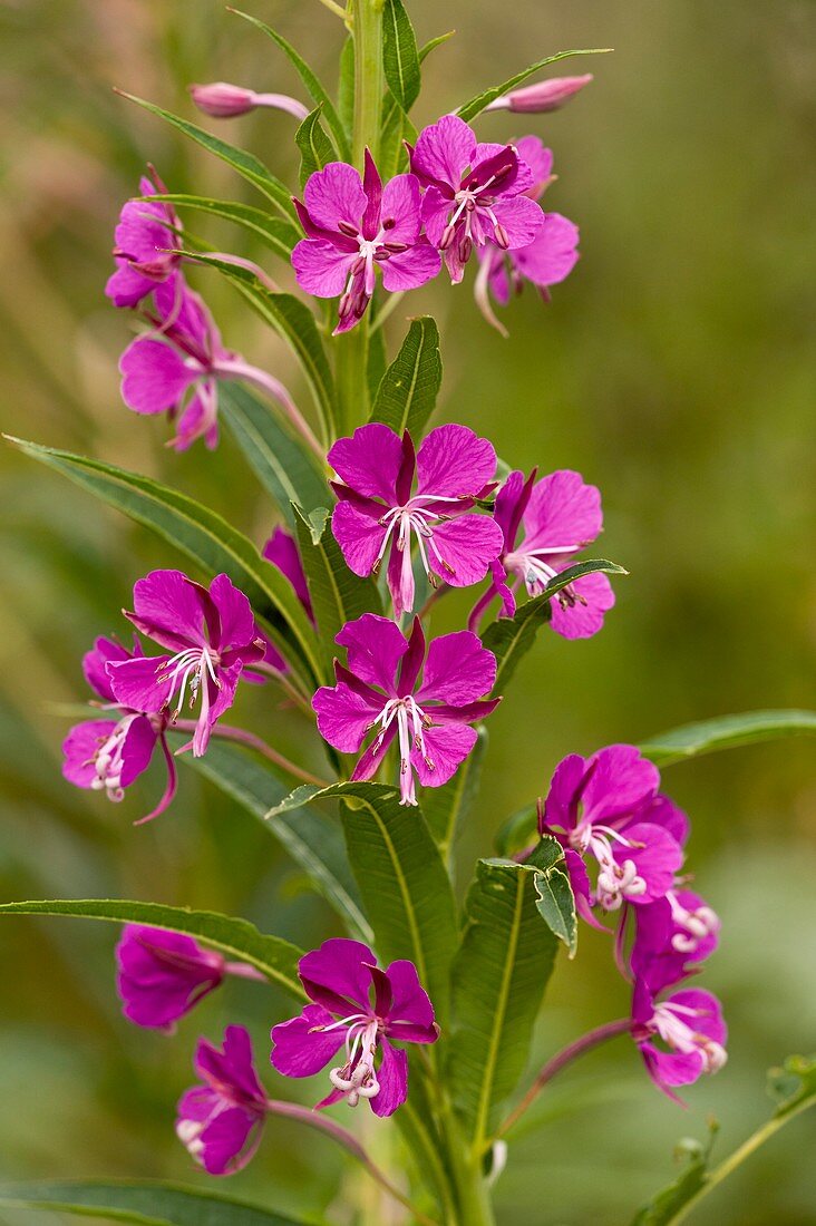 Chamerion angustifolium