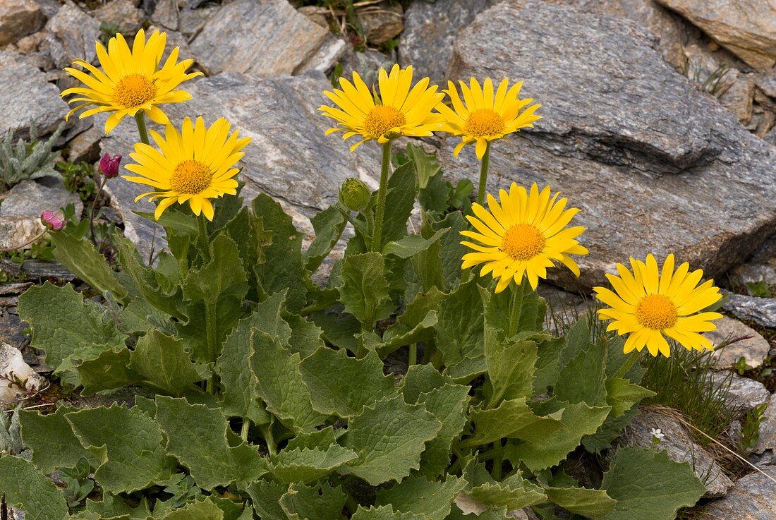 Doronicum grandiflorum