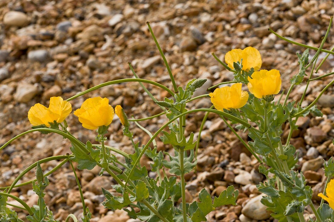 Yellow Horned Poppy (Glaucium flavum)