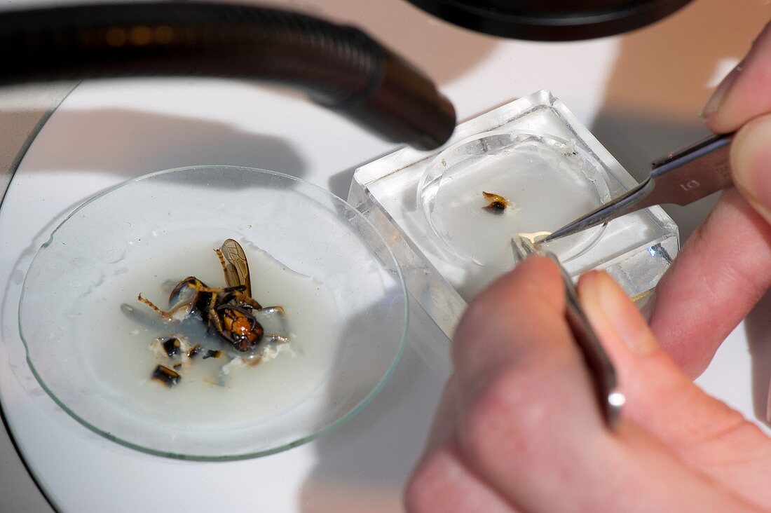 Asian wasp research