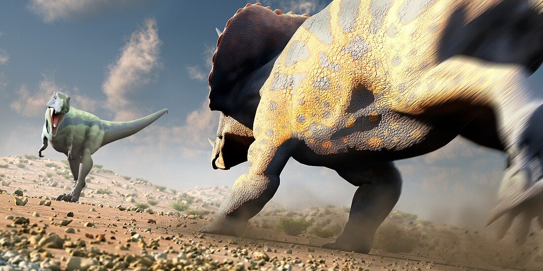Artwork of triceratops charging a T-rex