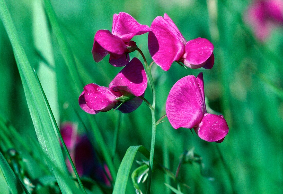 Tuberous pea (Lathyrus tuberosus)