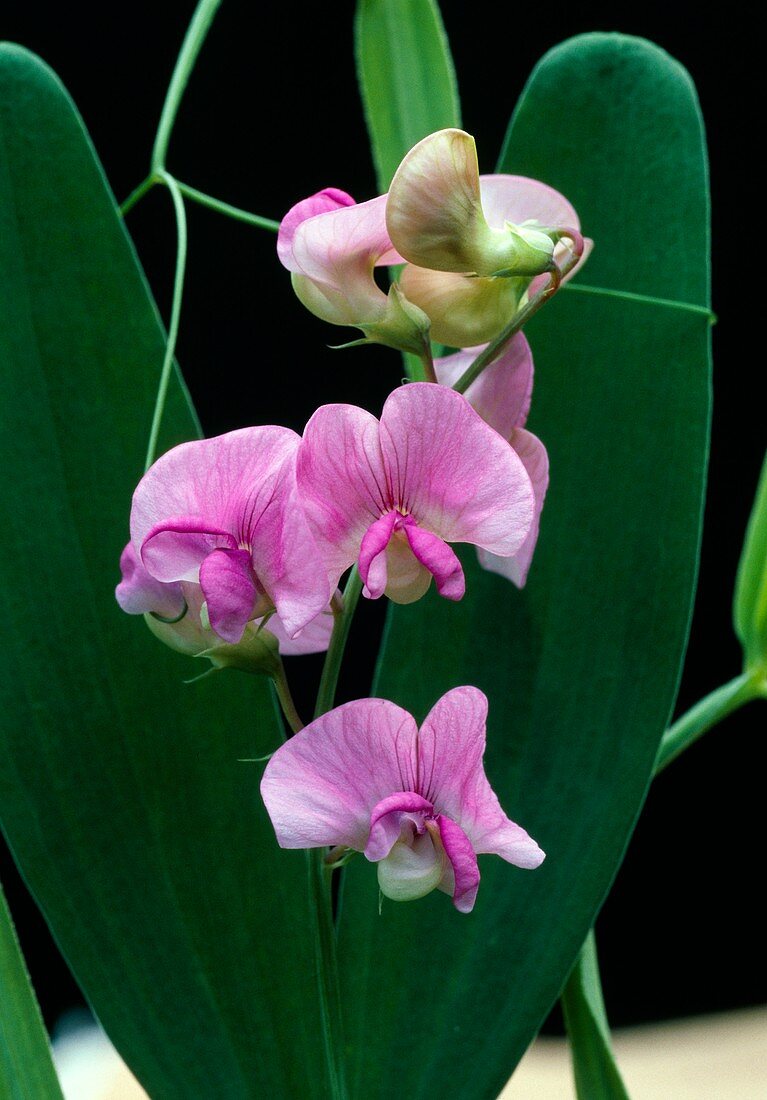 Marsh pea (Lathyrus palustris)