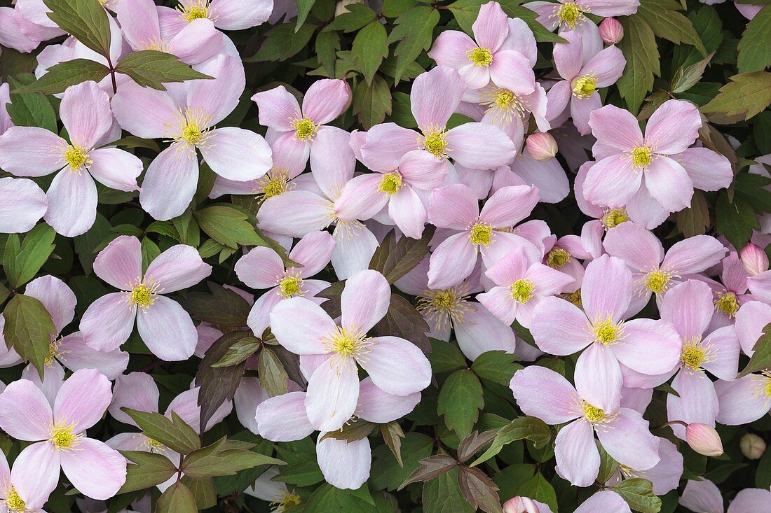 Clematis montana 'Rubens'