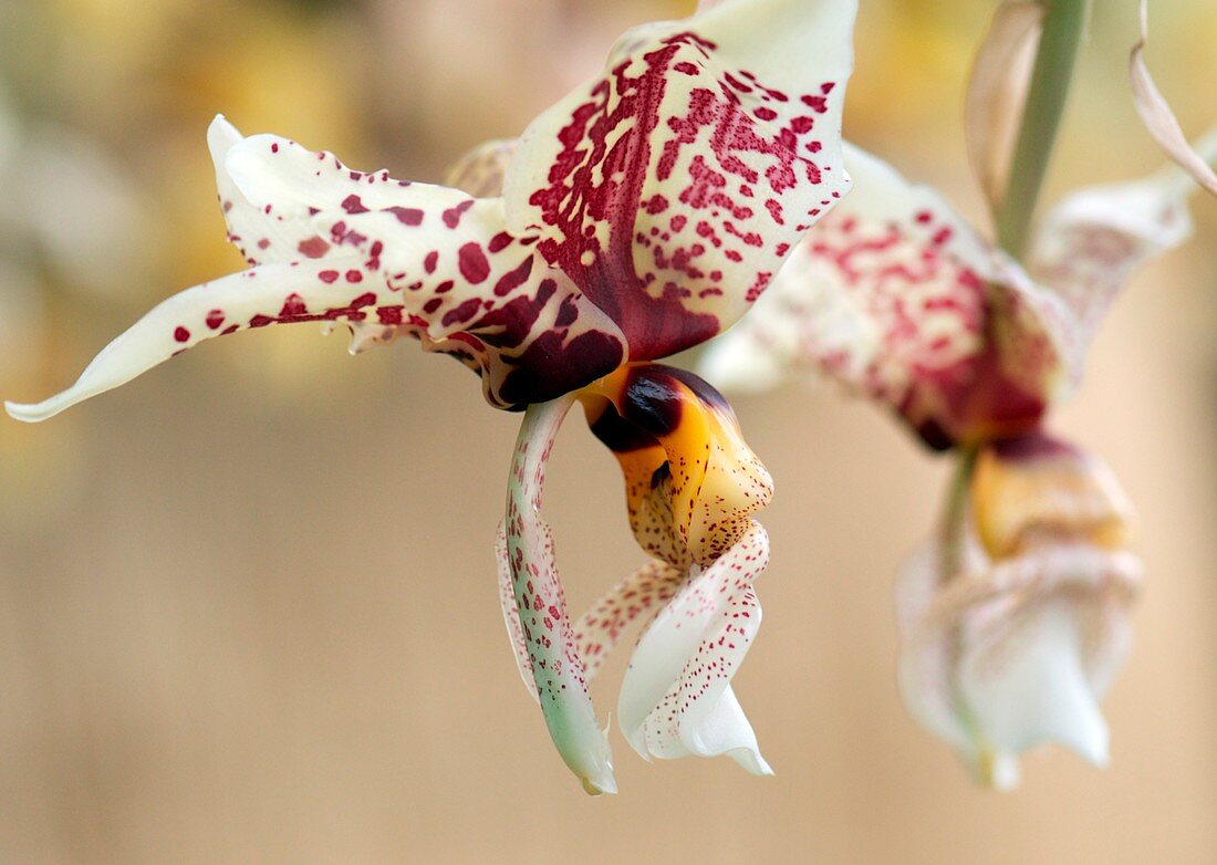 Orchid (Stanhopea 'Moolands Magic')