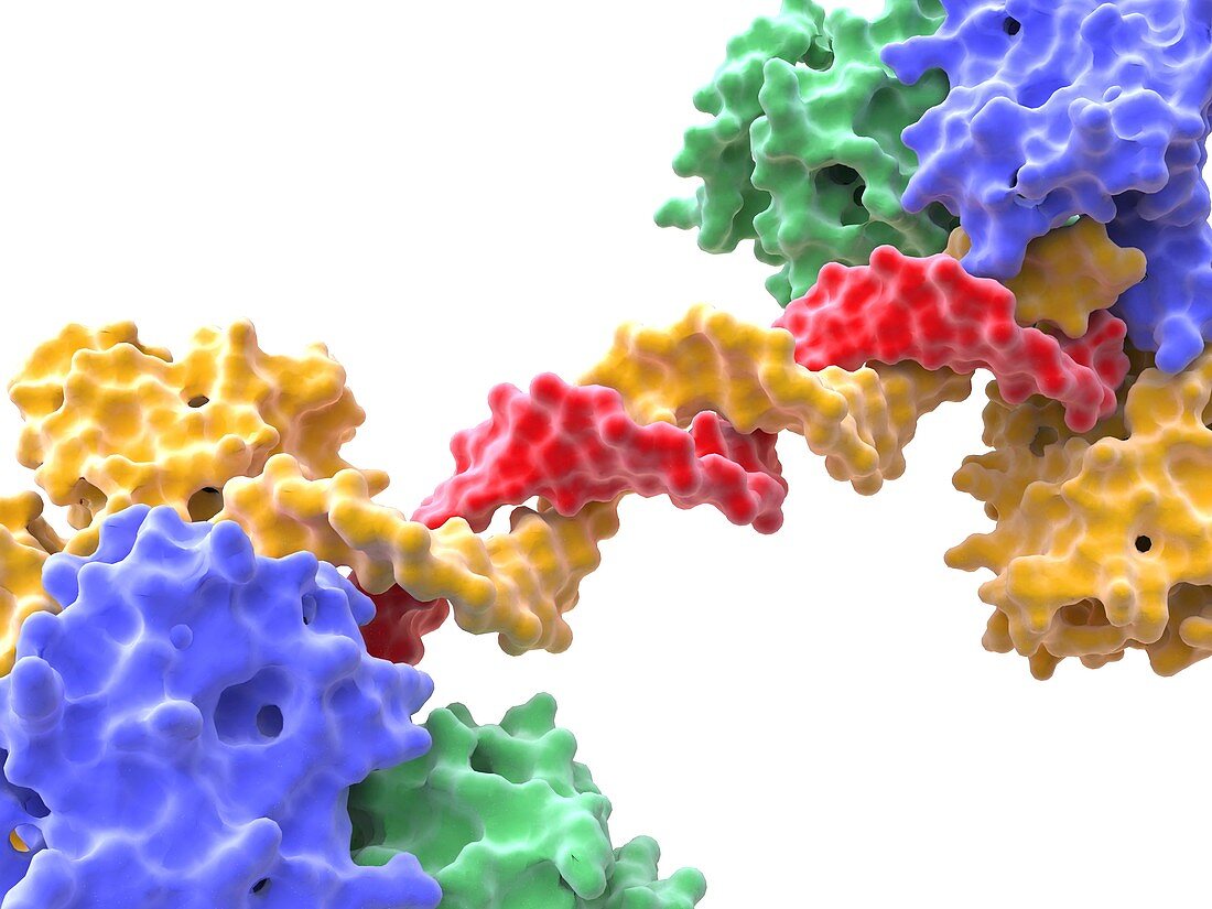 Human PARP-1 DNA repair enzyme
