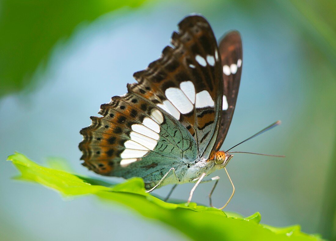 Commander butterfly,Borneo