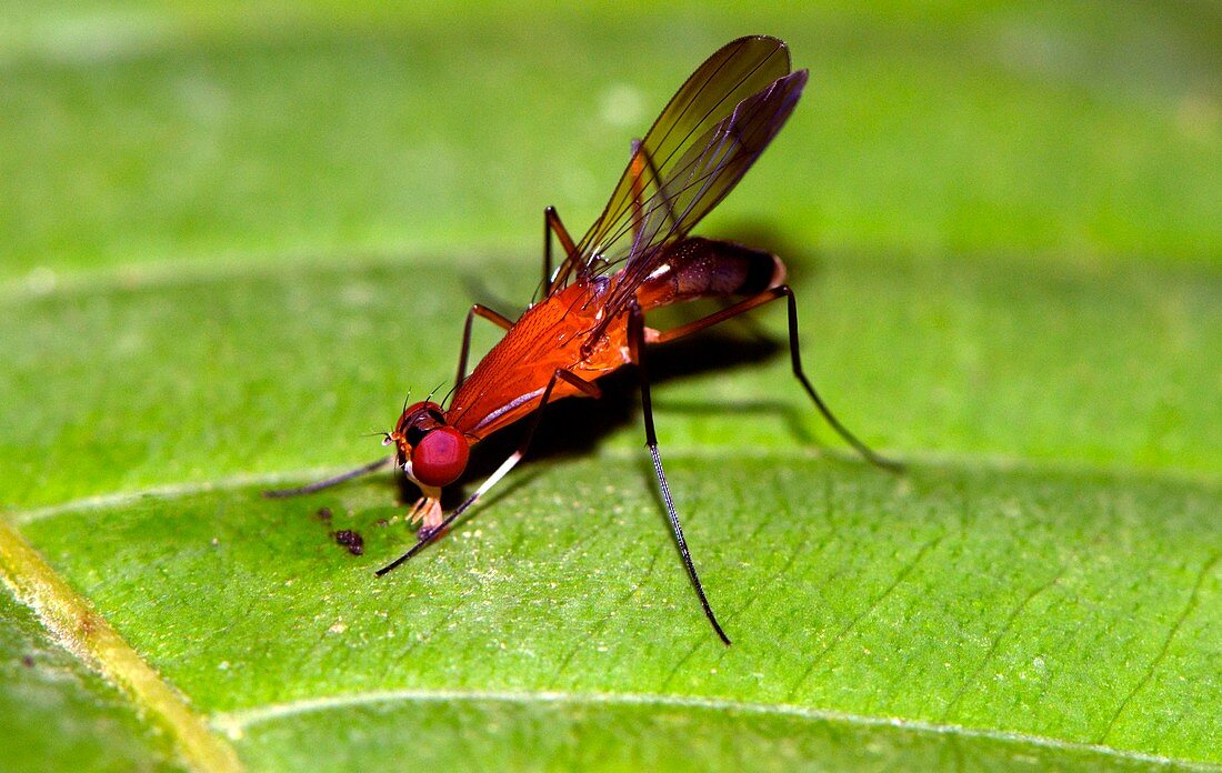 Nothybus fly,Borneo