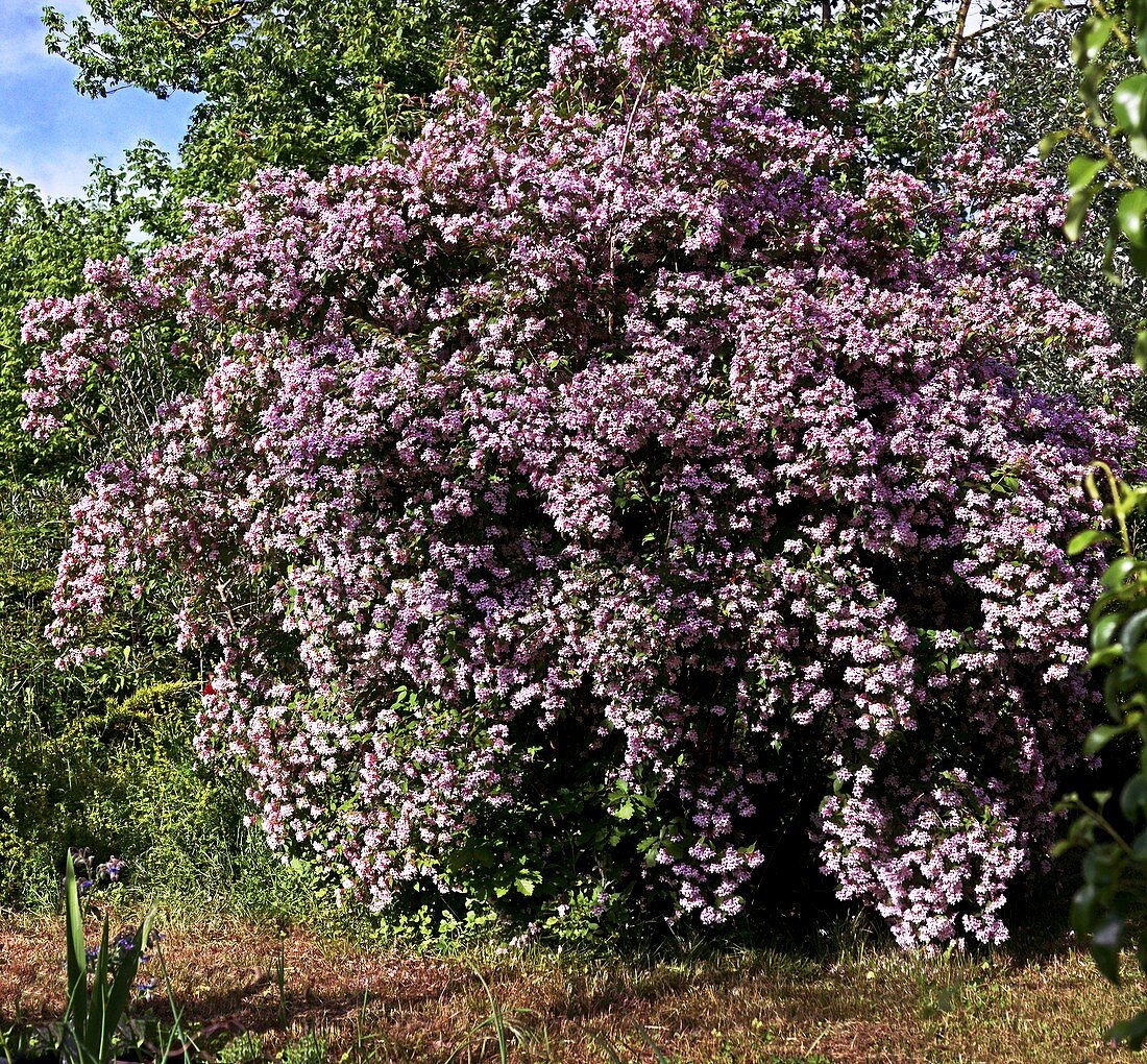 Beauty Bush (Kolkwitzia amabilis)