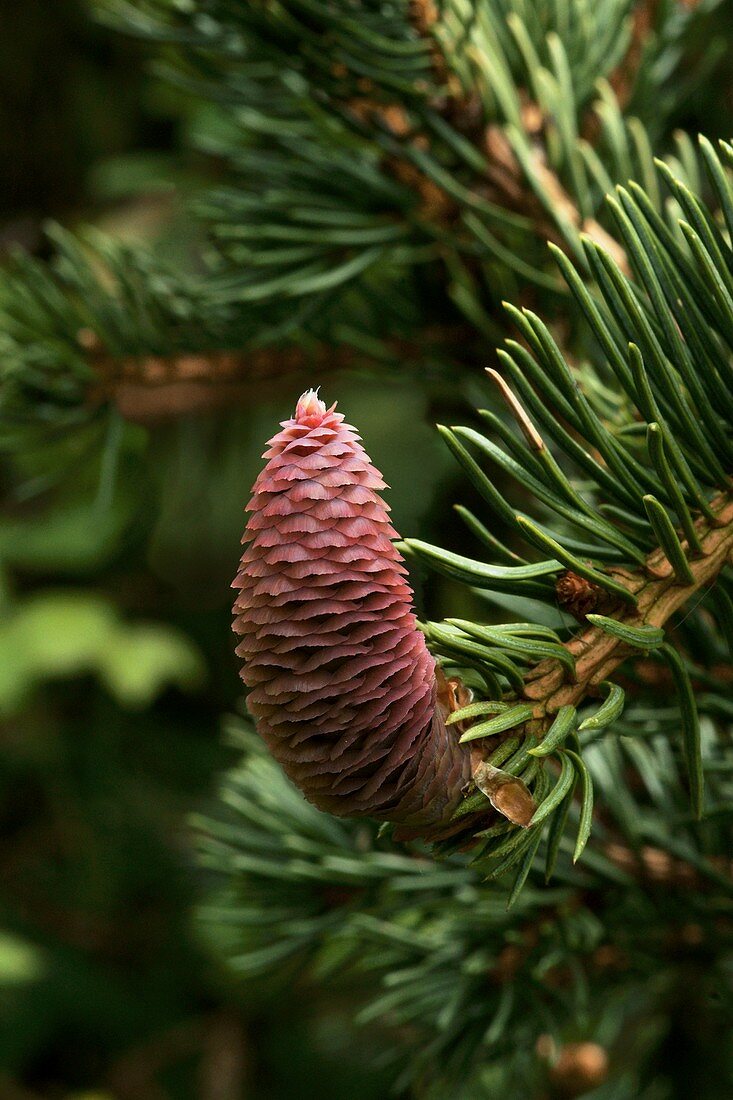 Picea pungens 'Lucky strike'