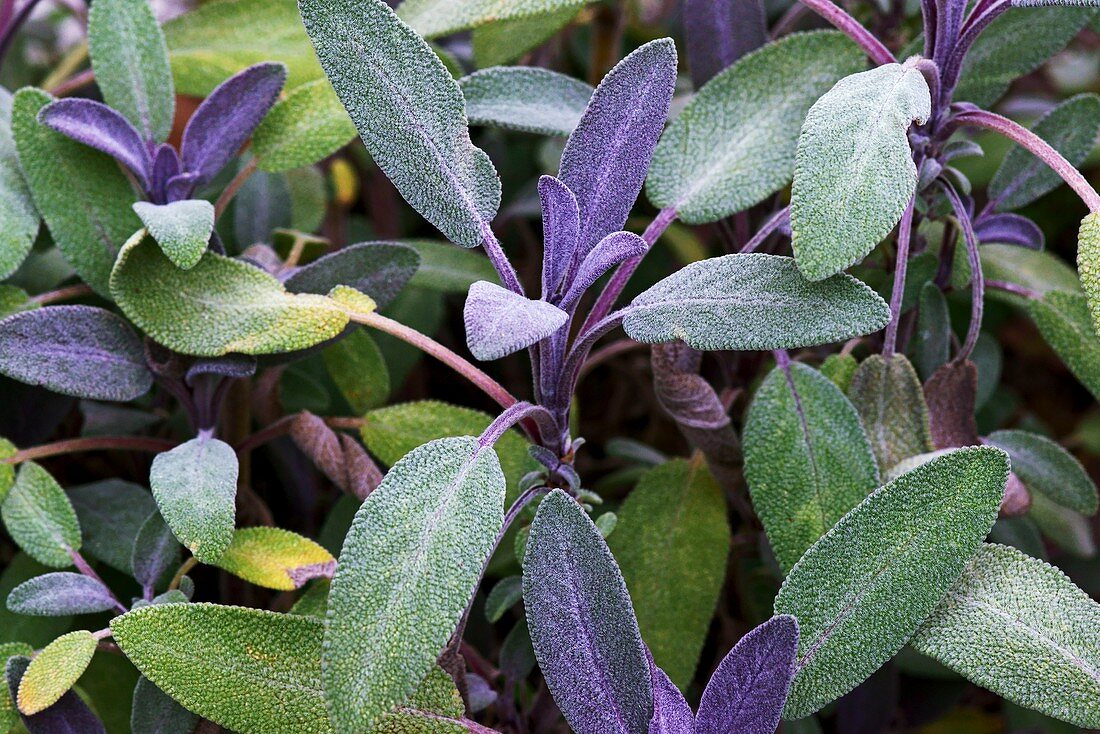 Salvia officinalis var. purpurascens