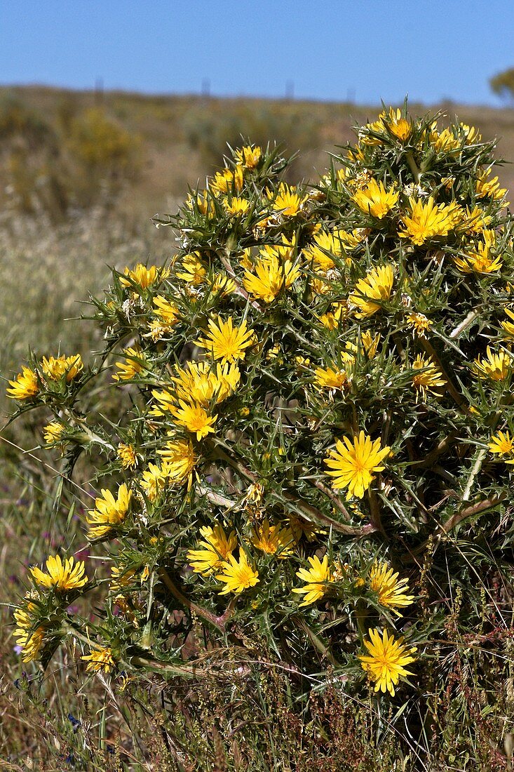 Scolymus hispanicus