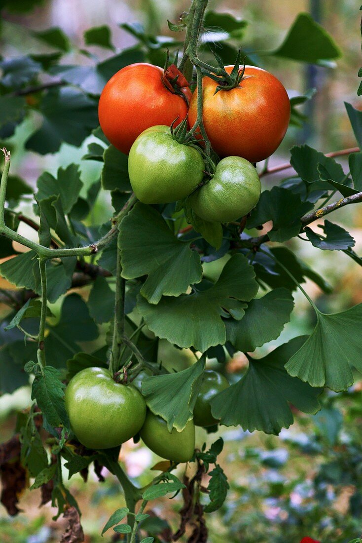 Tomatoes and Gingko biloba