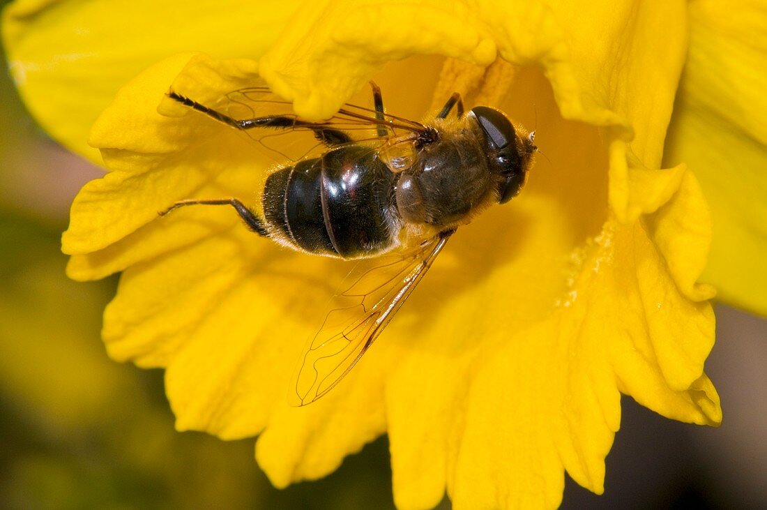Hoverfly pollinating a daffodil