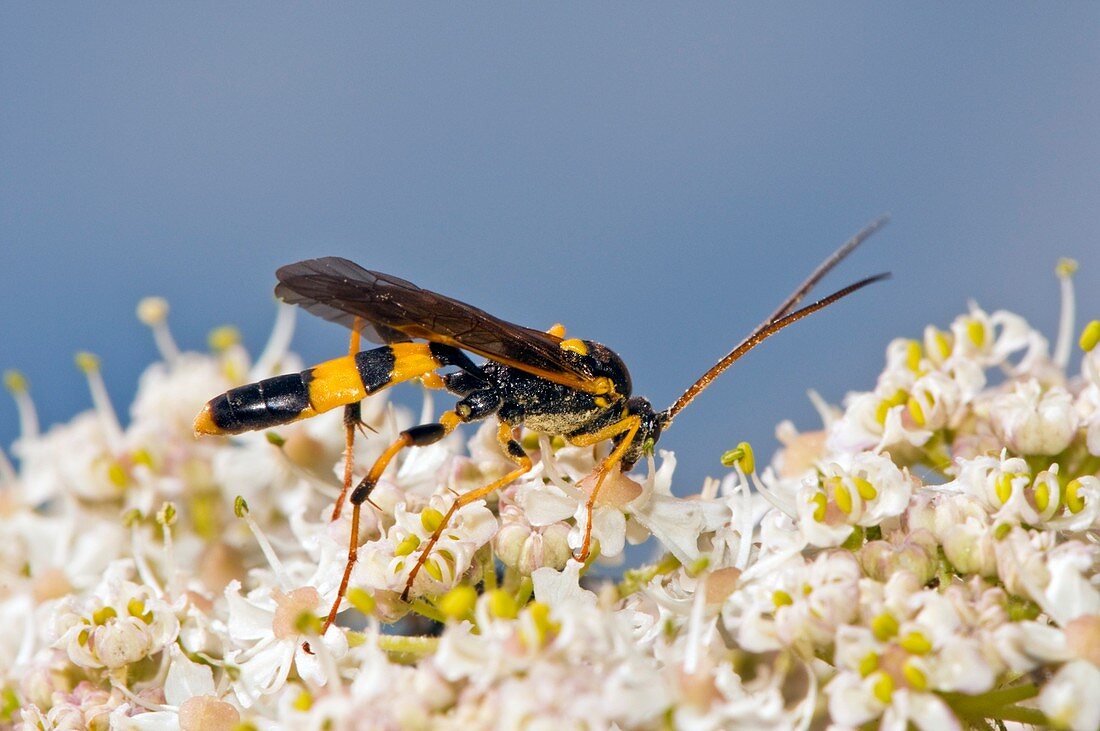 Ichneumon wasp feeding on flowers
